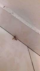Pterygota