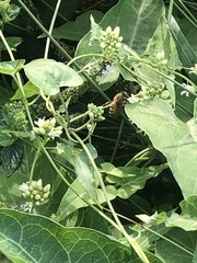 Apis mellifera