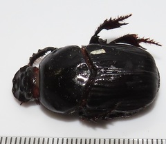 Tropidonitis paradoxus