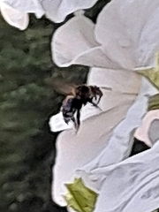 Bombus humilis