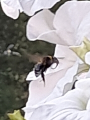 Bombus humilis
