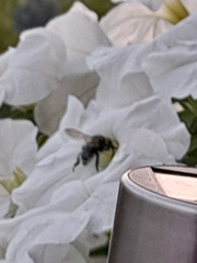 Bombus humilis