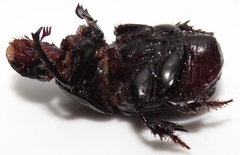 Tropidonitis paradoxus