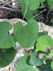 Aristolochia tomentosa