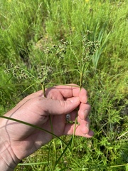 Scirpus atrocinctus