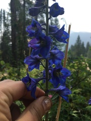 Delphinium cultorum