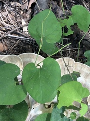 Aristolochia tomentosa