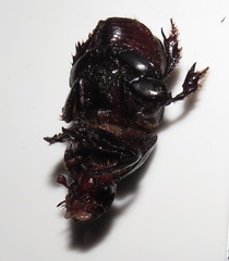 Tropidonitis paradoxus