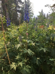 Delphinium cultorum