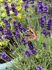 Aglais urticae