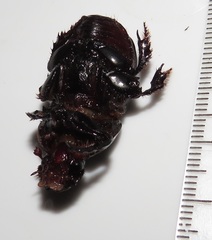 Tropidonitis paradoxus