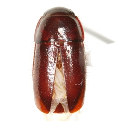 Pseudomorpha