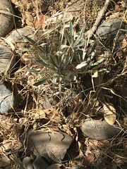 Boechera sparsiflora