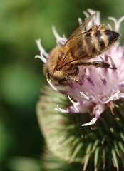 Apis mellifera