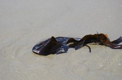 Laminaria sinclairii