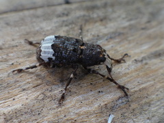 Eurymycter fasciatus