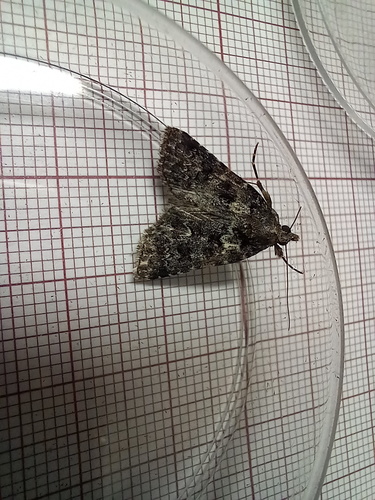 Nyctobrya maderensis