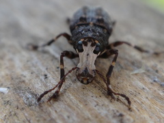 Eurymycter fasciatus