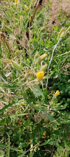 Image of Mentzelia multiflora by (c) Jes Gray, some rights reserved (CC BY)