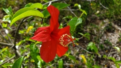Hibiscus kokio