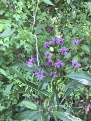 Vernonia gigantea image