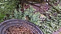 Cyanistes caeruleus