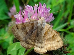 Caenurgina crassiuscula