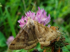 Caenurgina crassiuscula