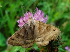 Caenurgina crassiuscula