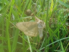 Caenurgina crassiuscula