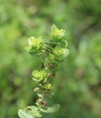 Grindelia adenodonta