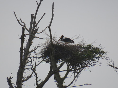Saddle-billed Stork