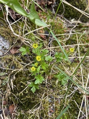 Ranunculus pygmaeus