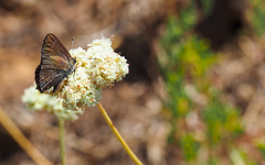 Satyrium saepium