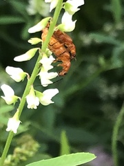 Rhagonycha fulva