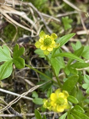 Ranunculus pygmaeus