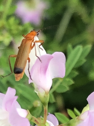 Common red soldier beetle