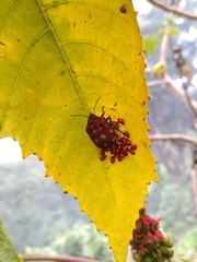 Pachycoris torridus