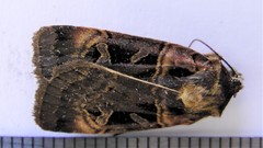 Pseudohermonassa tenuicula