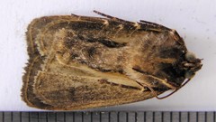 Pseudohermonassa tenuicula