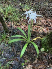 Hymenocallis occidentalis