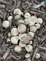Fungi