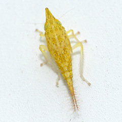 Japananus hyalinus