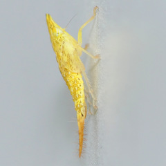 Japananus hyalinus