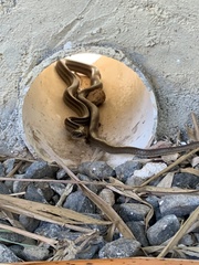 Mastigodryas alternatus