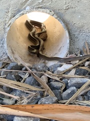 Mastigodryas alternatus