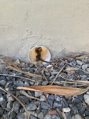 Mastigodryas alternatus