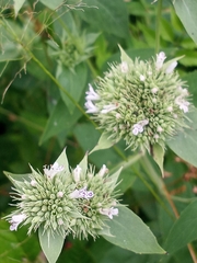 Pycnanthemum setosum