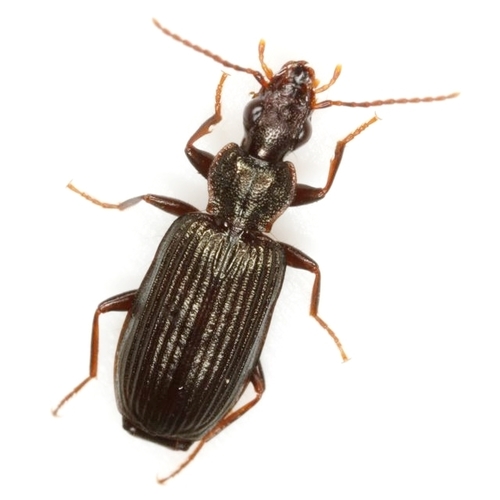 Eucheila