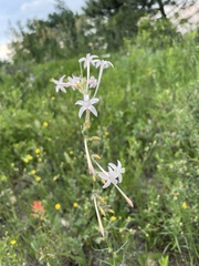 Ipomopsis aggregata candida